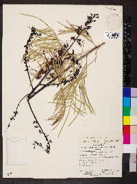 Grevillea dryandri image