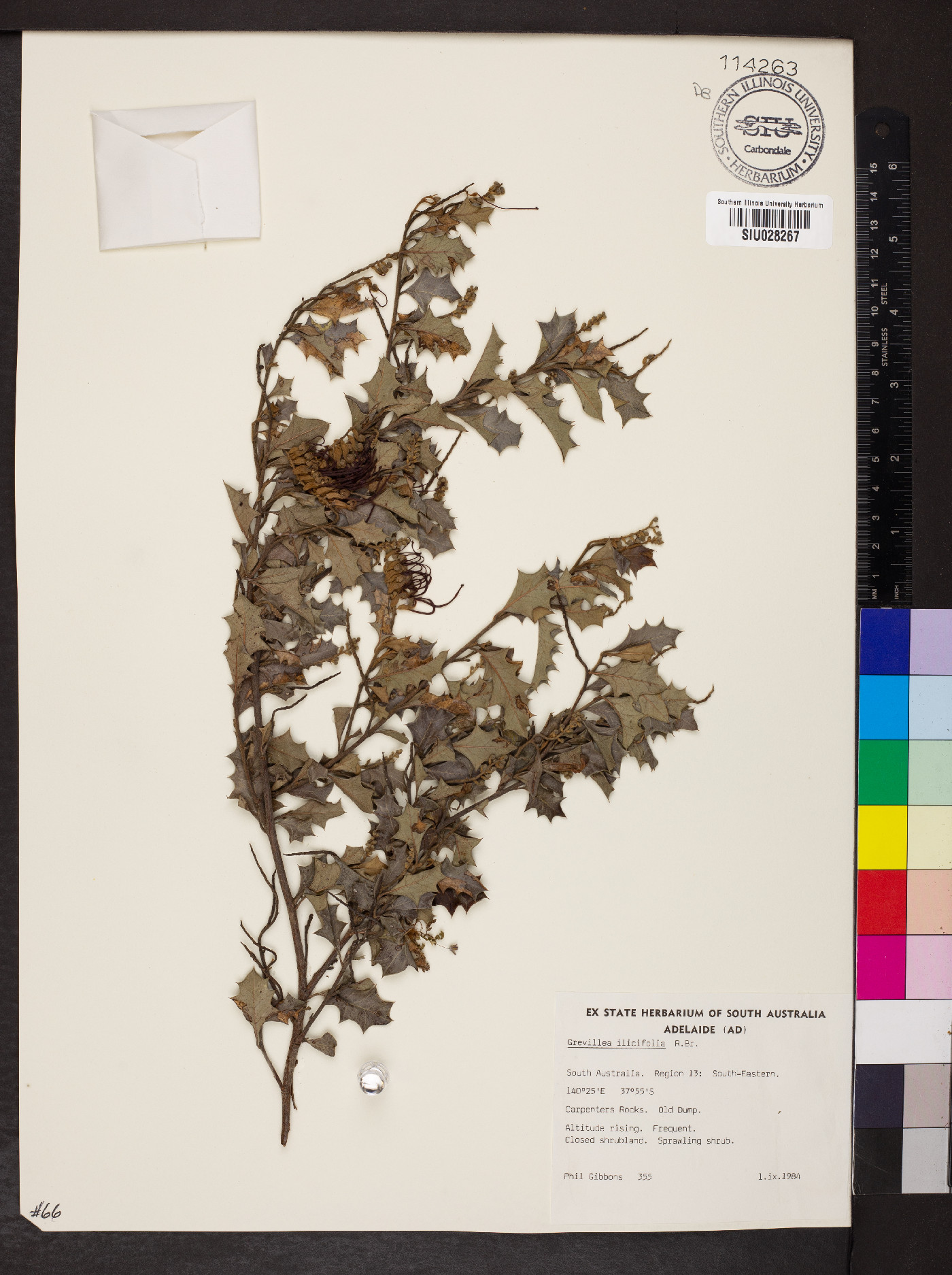 Grevillea ilicifolia image