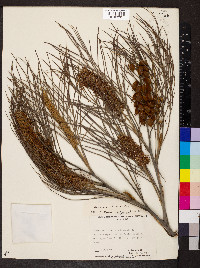 Grevillea pteridifolia image