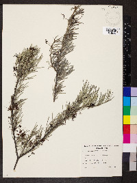 Grevillea thelemanniana image