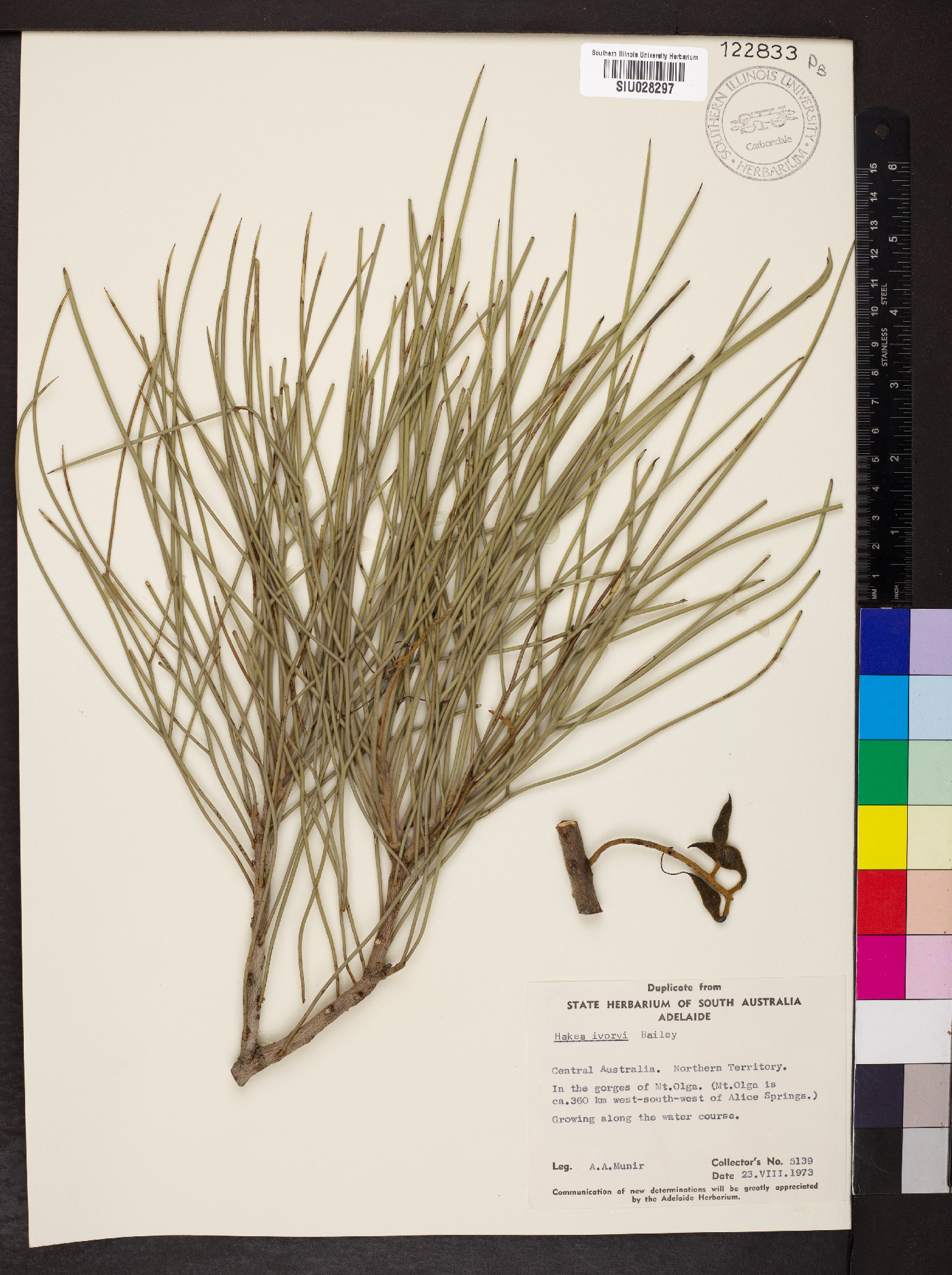 Hakea ivoryi image