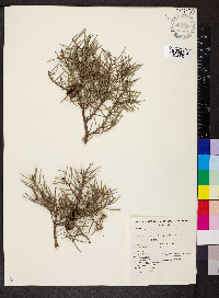 Hakea rugosa image