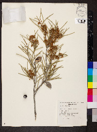 Hakea leucoptera image