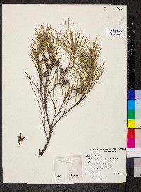 Hakea leucoptera image