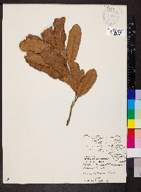 Macadamia ternifolia image