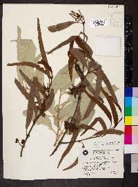 Media resource of Amyema pendula