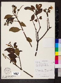 Gaiadendron punctatum image