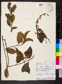 Gaiadendron punctatum image