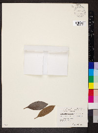 Gaiadendron punctatum image