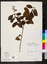 Oryctanthus spicatus image