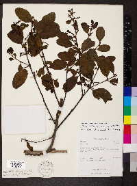 Oryctanthus spicatus image