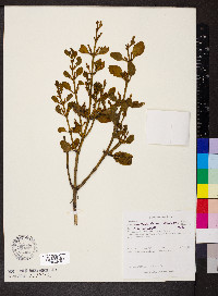 Dendrophthora costaricensis image