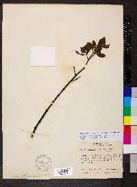 Phoradendron leucarpum subsp. leucarpum image