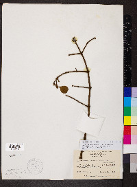 Phoradendron leucarpum subsp. leucarpum image