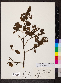 Phoradendron leucarpum subsp. leucarpum image