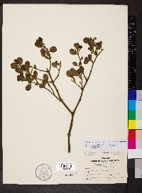 Phoradendron leucarpum subsp. leucarpum image