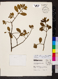 Phoradendron leucarpum subsp. leucarpum image