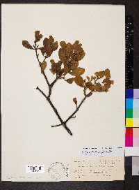 Phoradendron leucarpum subsp. leucarpum image