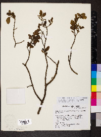 Phoradendron leucarpum subsp. leucarpum image