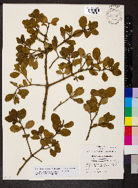 Phoradendron leucarpum subsp. leucarpum image