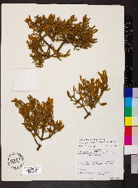 Phoradendron bolleanum image