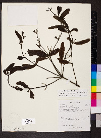 Phoradendron quadrangulare image