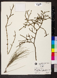 Viscum articulatum image