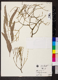 Viscum articulatum image