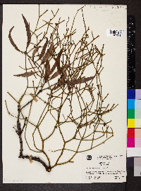 Viscum articulatum image