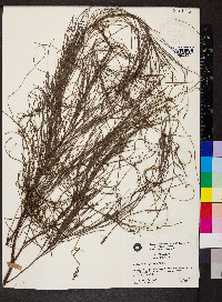 Exocarpos cupressiformis image