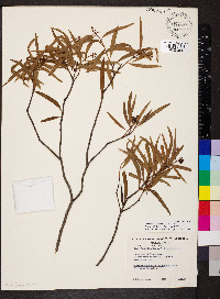 Santalum lanceolatum image