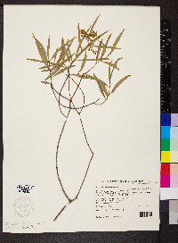 Santalum lanceolatum image