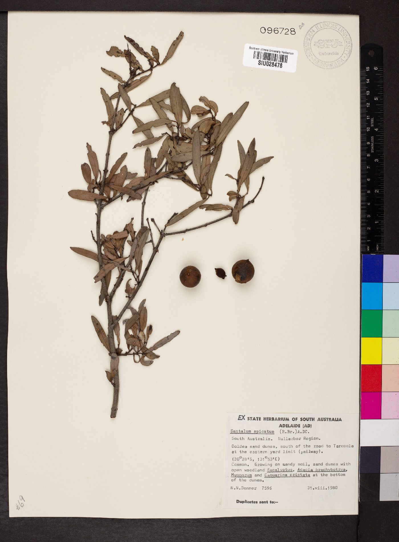 Santalum spicatum image