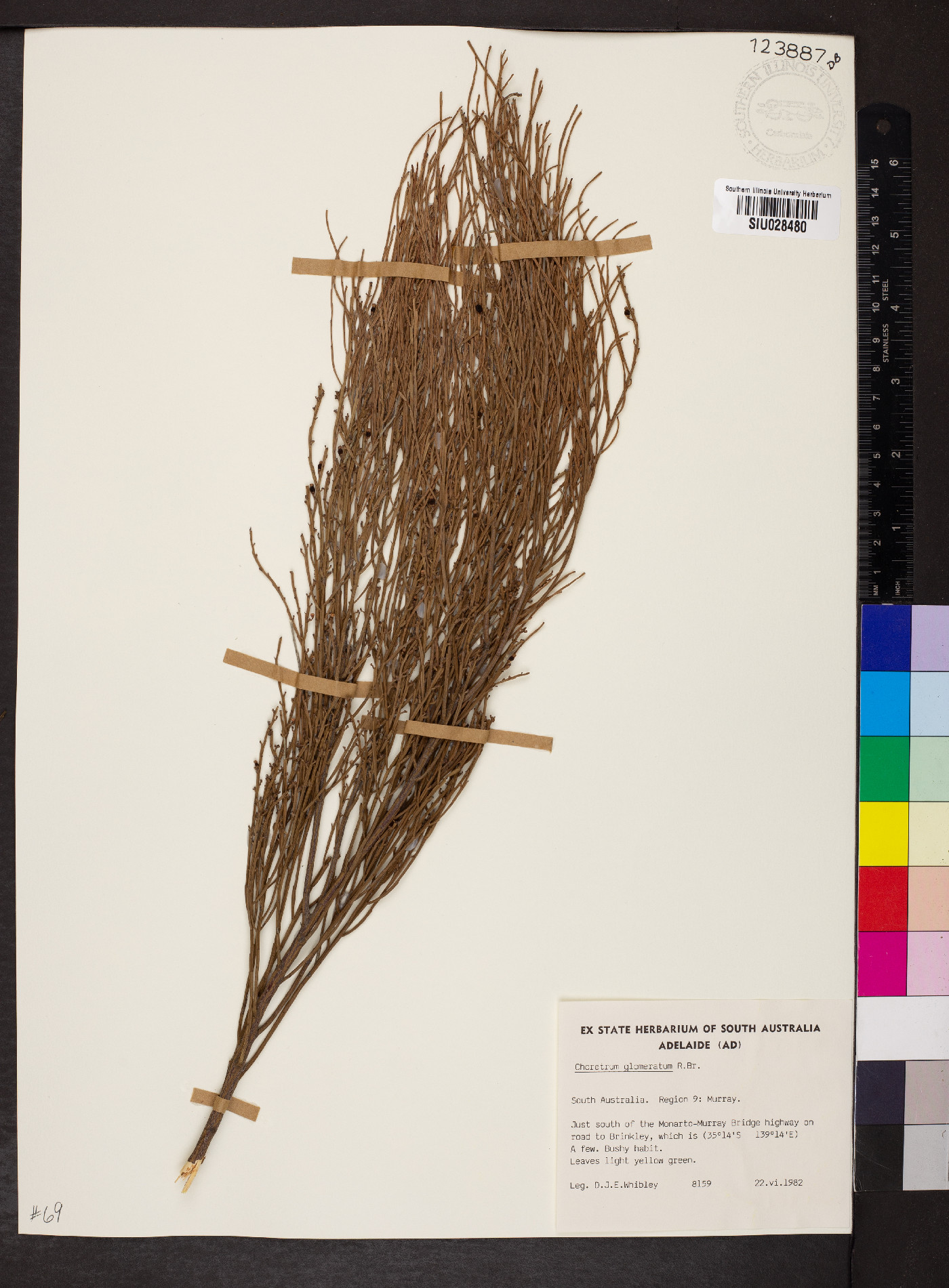 Choretrum glomeratum image