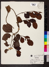 Dendrotrophe varians image