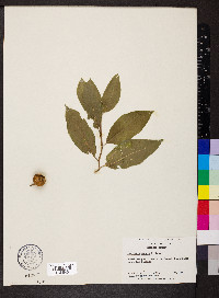 Pyrularia pubera image