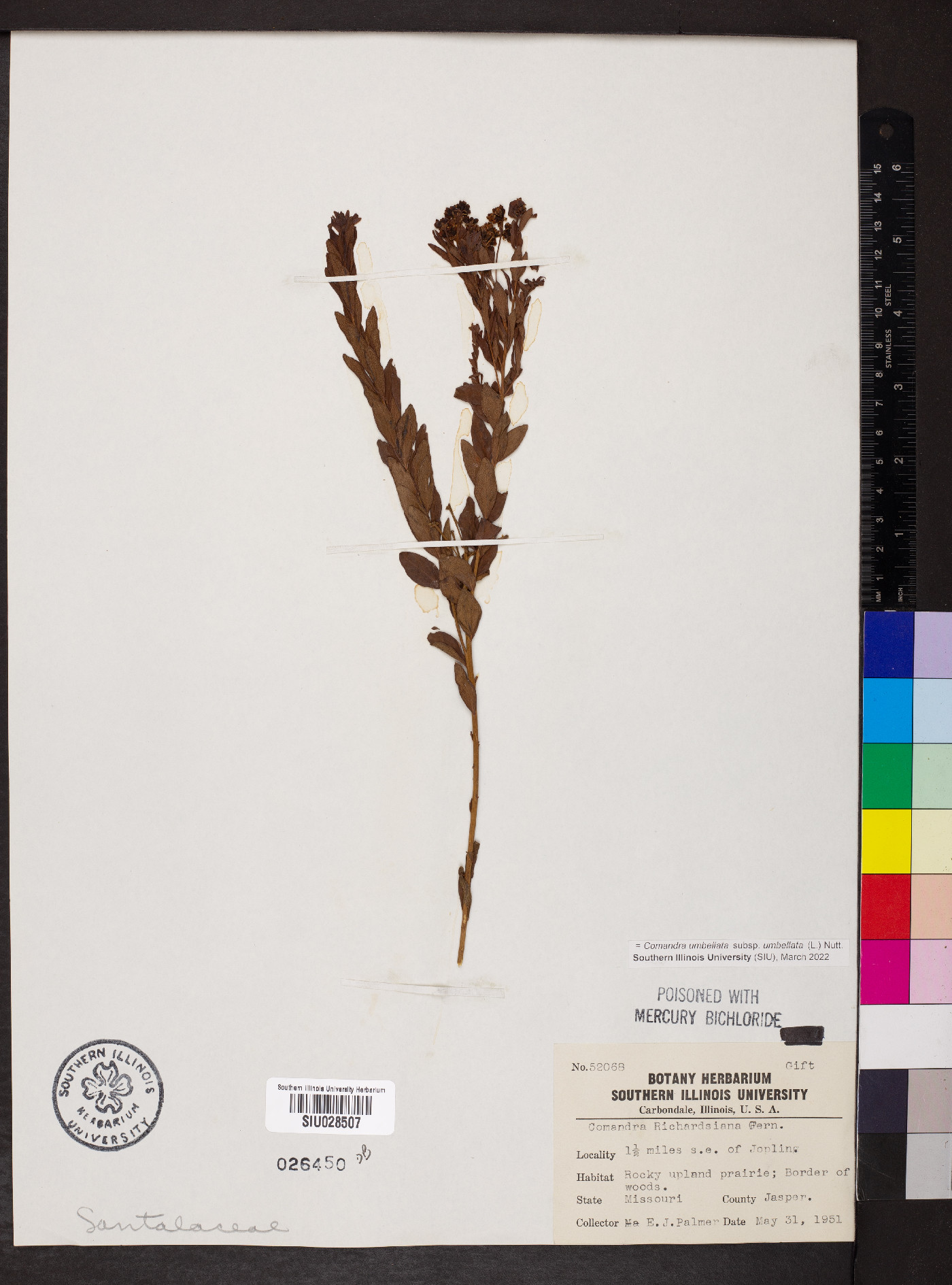 Comandra umbellata subsp. umbellata image