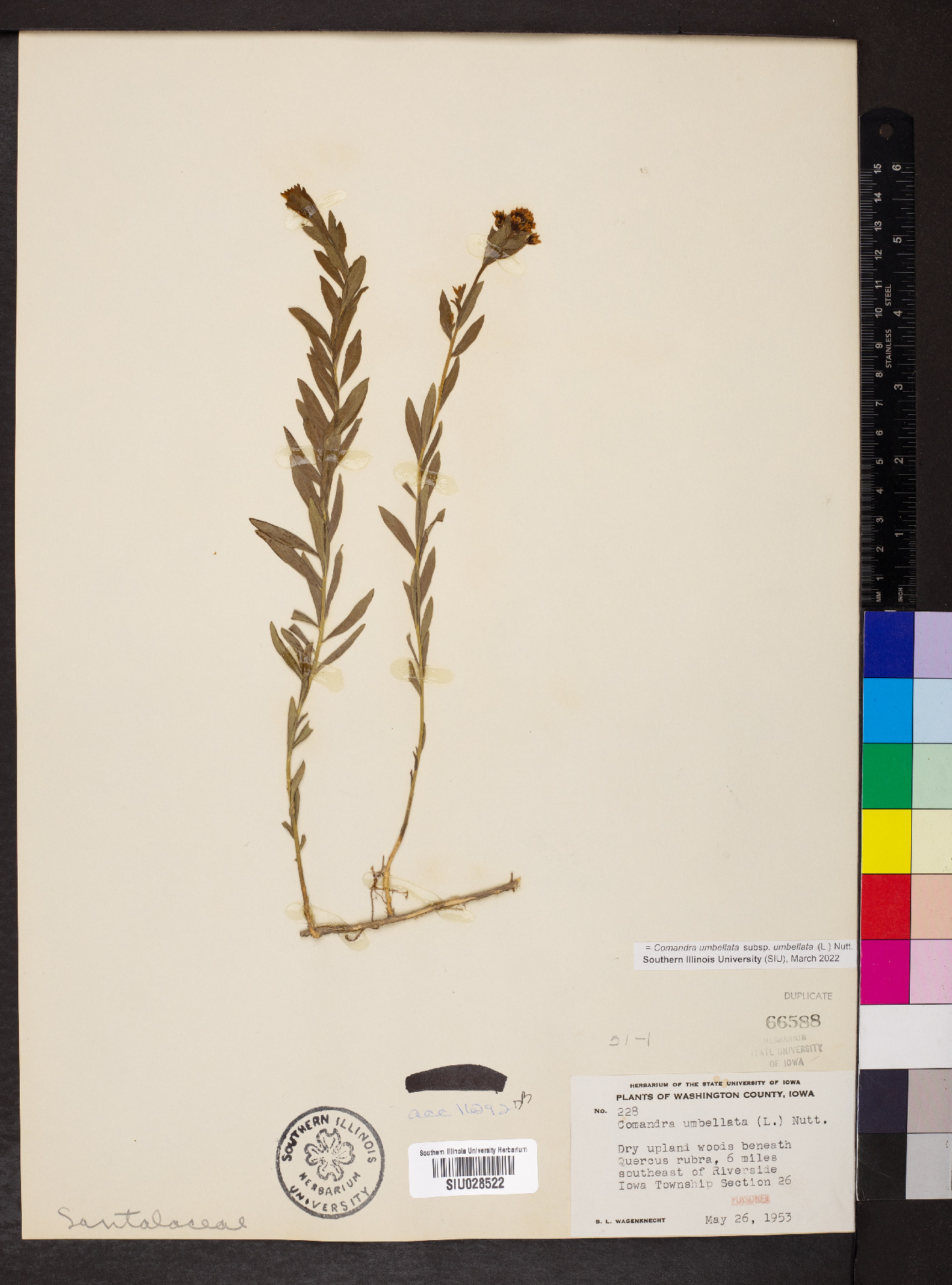 Comandra umbellata subsp. umbellata image