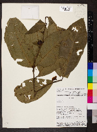 Heisteria acuminata image