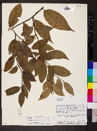 Heisteria acuminata image