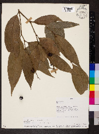 Heisteria acuminata image