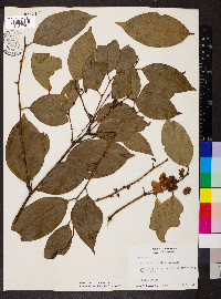 Heisteria acuminata image