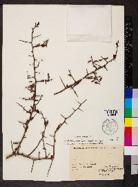 Ximenia americana image