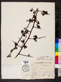Ximenia americana image