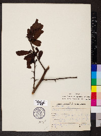 Ximenia americana image