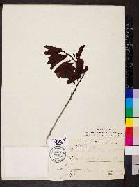 Ximenia americana image