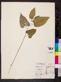 Endodeca serpentaria image