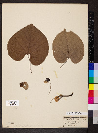 Aristolochia macrophylla image