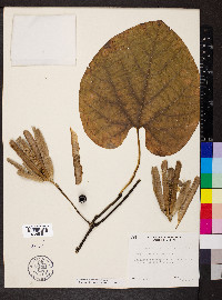 Aristolochia macrophylla image