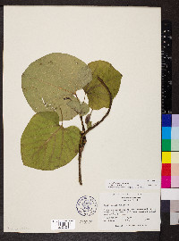 Aristolochia macrophylla image